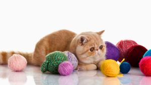 Bola Interativa para Gatos