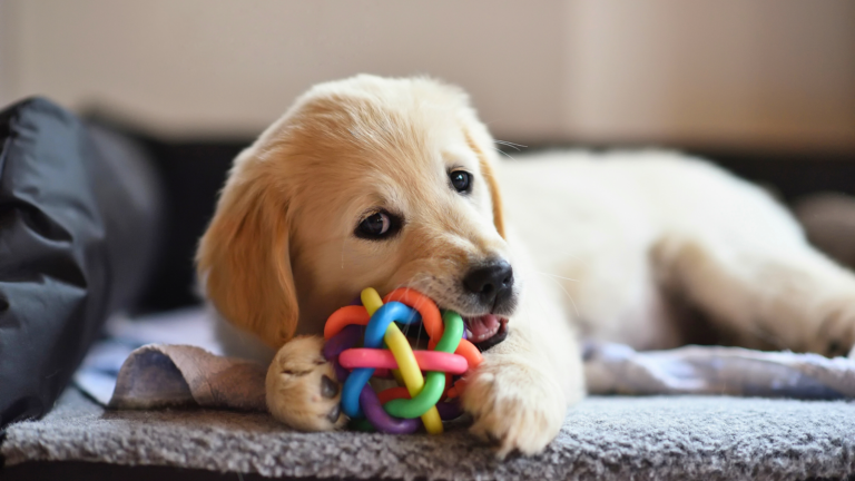 Brinquedos Interativos para Cachorro
