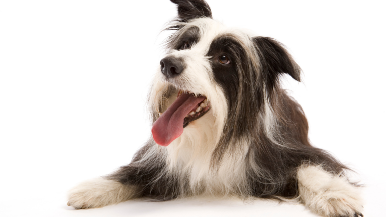 Raça de cães
